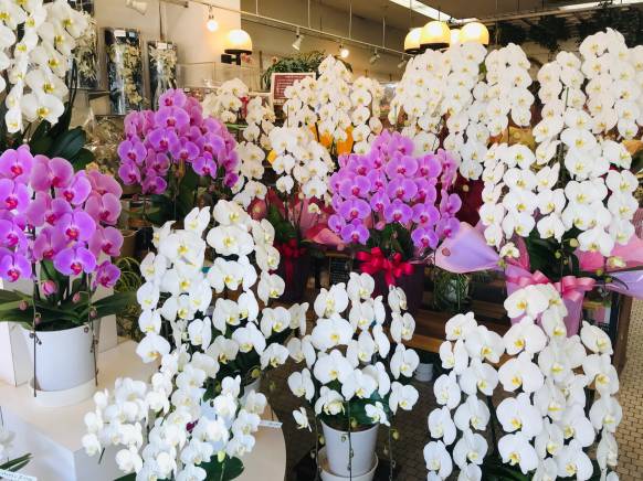 静岡県三島市の花屋 清花園にフラワーギフトはお任せください 当店は 安心と信頼の花キューピット加盟店です 花キューピットタウン